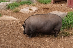 CP5788