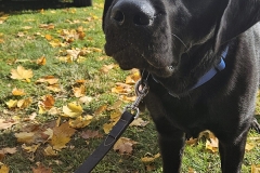 20241031_111154 20241031_111154